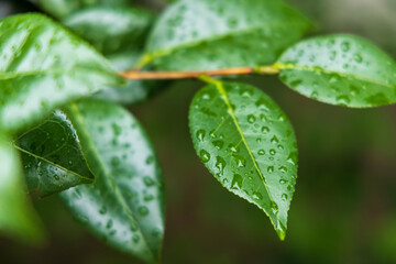 雨に濡れた緑の葉
