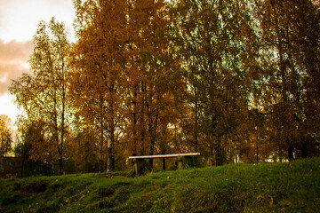 Yellow trees in the autumn park