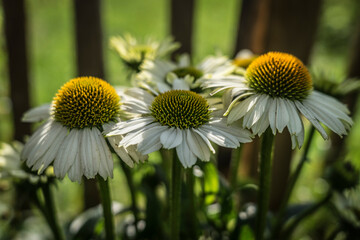 daisies in the garden