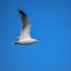 Fototapeta premium A Herring Gull in flight above the Moray Coast