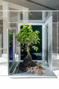 Little tree growing on laptop