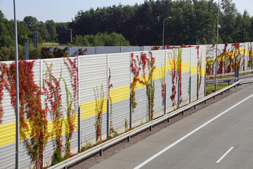 Noise barriers at the highway overgrown with Virginia Creeper. Autumn.