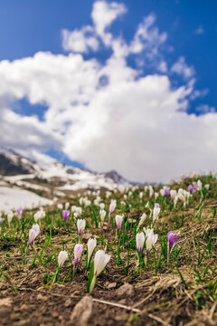 Italy, Trentino Alto-Adige, San Pellegrino, field with wild purple and white crocus flowers and melting snow