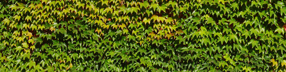 Panorama of leaves. A wall of green. Wall overgrown with wild Parthenocissus inserta also known as thicket creeper, false Virginia creeper, woodbine, or grape woodbine.