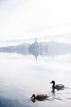 Slovenia, Gorenjska, Bled, couple of Mallard ducks swimming on Bled lake with Bled island behind on a foggy winter morning