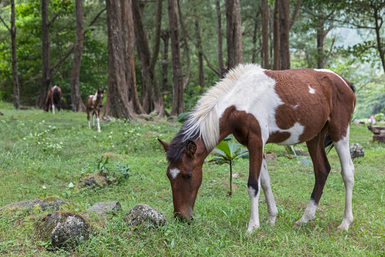USA, Hawaii, Big Island, wild horses