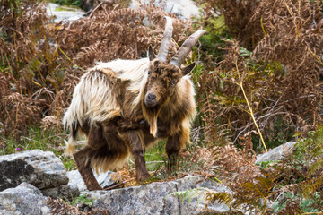 Wild mountain goat, feral scratching itself.