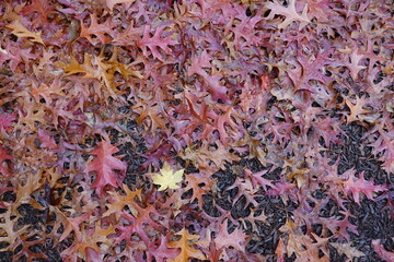 In the autumn rainy season, Pin Oak leaves (Quercus palustris) appear in the background.