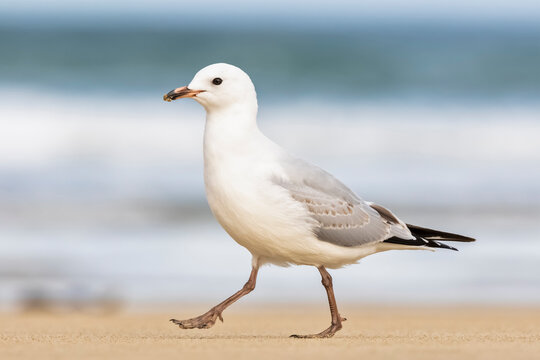 New Zealand, Oceania, South Island, Otago, Southeast, Catlins Coast, Red-billed Gull (Chroicocephalus scopulinus) walking ons and in Purakaunui Bay