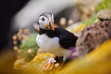 Naklejka premium puffin birds on the Saltee Islands in Ireland, Fratercula arctica