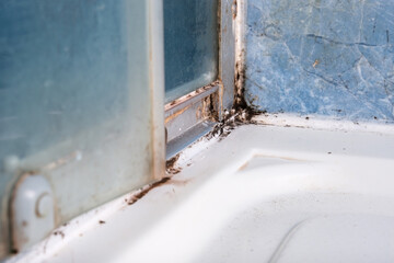 Mold fungus and rust growing in tile joints in damp poorly ventilated bathroom with high humidity, wtness, moisture and dampness problem in bath areas and shower