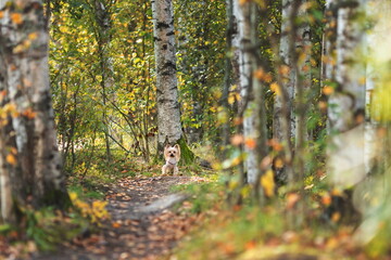 Young cute yorkshire terrier breed dog lost and sitting alone in autumn forest waiting for owner