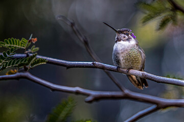 hummingbird on a branch