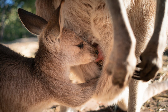 Australia, Queensland, mum kangaroo breastfeeding her joey
