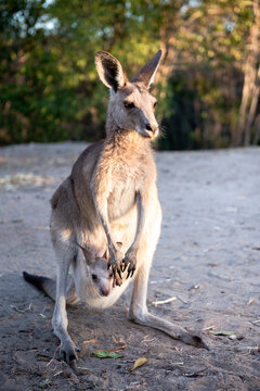 Australia, Queensland, mum kangaroo carrying joey in her pouch