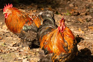 Free range keeping of rosters and hens outdoor on the farm
