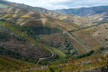 Fototapeta na wymiar Panoramic view on Douro river valley and colorful hilly stair step terraced vineyards in autumn, wine making industry in Portugal