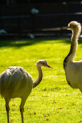 Young white ostrich birds leaving on farm