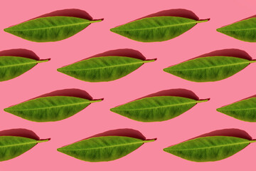 Pattern of green leaves against pink background