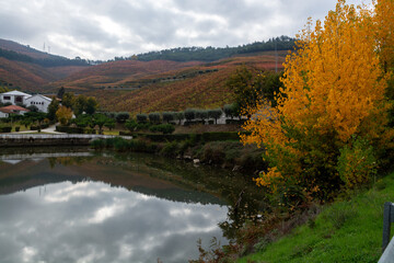 Fototapeta na wymiar View on Douro river with reflection in water of colorful hilly stair step terraced vineyards in autumn, wine making industry in Portugal