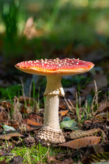 Poisonous red and white mushroom amanita muscaria