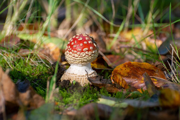 Poisonous red and white mushroom amanita muscaria