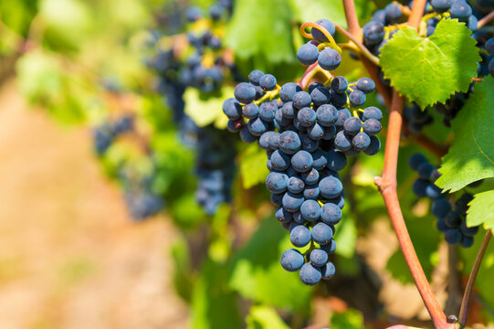 Germany, Rhineland-Palatinate, Mayschoss, Ahr Valley, vine stock, blue grape, close up