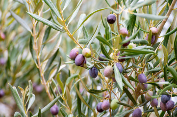 Ripe black and green olives hanging op olive tree