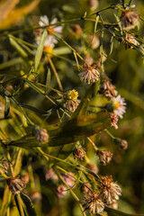 autumn leaves on a branch
