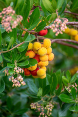 Botanical collection, ripe colorful flowers of Arbutus unedo, strawberry tree, evergreen shrub or small tree in the family Ericaceae, native to Mediterranean region