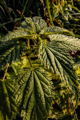 Fototapeta premium christmas branches