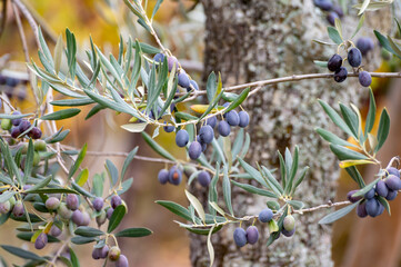 Ripe black and green olives hanging op olive tree
