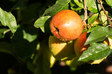 Sweet ripe braeburn apples ready to harvest in orchard