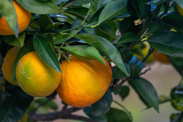Yellow oranges citrus fruit hanging on orange tree in garden
