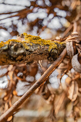 autumn in the forest