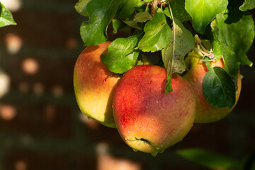 Sweet ripe braeburn apples ready to harvest in orchard