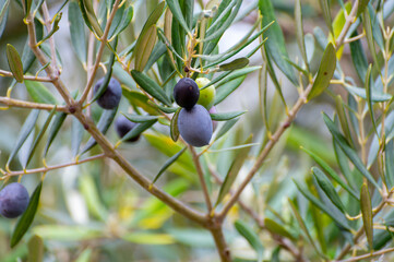 Ripe black and green olives hanging op olive tree