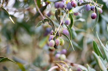 Ripe black and green olives hanging op olive tree