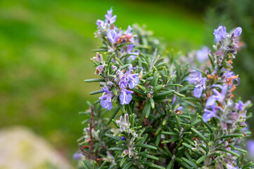 Blue blossom of aromatic kitchen herb rosemary