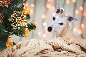 Weihnachten - Whippet neben geschm&uuml;cktem Christbaum