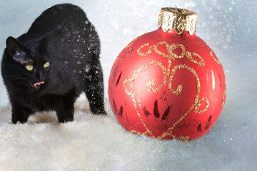 Weihnachten - Schwarze Katze vor roter Christbaumkugel