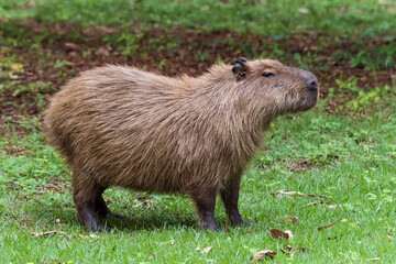 Young rodent animal, capybara and scientific name Hydrochoerus hydrochaeris