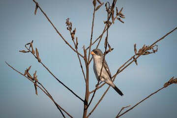 Little bird in a dry bush (Sporophila leucoptera)