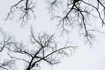 Black trees sky. Creepy Halloween background. scary curved branches for the design of postcards, booklets, calendars. Horizontal monochrome banner made of oak branches. Twisting bare branches gray sky