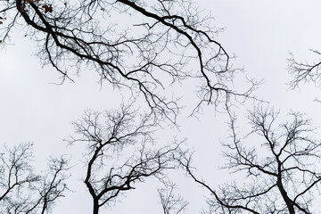 Black trees sky. Creepy Halloween background. scary curved branches for the design of postcards,...