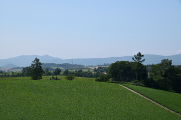 Naklejka premium 北海道美瑛の農村の丘