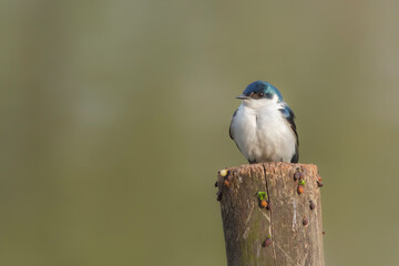 A small swallow perched on a post, scientific name Tachycineta albiventer