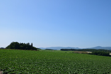 北海道美瑛の農村の丘