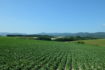 北海道美瑛の農村の丘