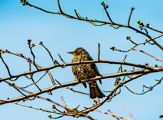 小牧山城天守から見た鳥